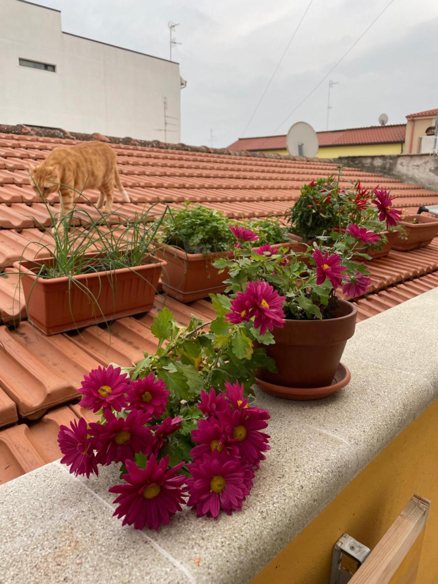 Next Door! Apartment แตร์โมลิ ภายนอก รูปภาพ